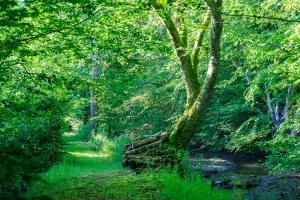 B&B / Chambres d'hotes Moulin de Retord, cote etang - Chambres d-hotes : photos des chambres