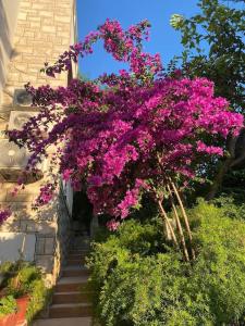 Spacious Apartment, Villa Tania