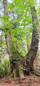 Cozy Comfort rooms in Nanaimo