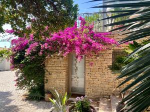 Au rythme des cigales