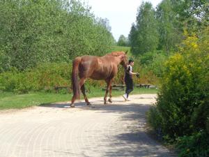 Sakowcówka - Agroturystyka , stajnia