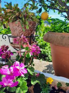 Vasilis Garden House