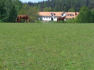Sakowcówka - Agroturystyka , stajnia