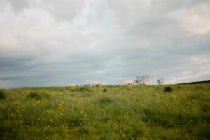 Maisons d'hotes La suite prairie Tomette Singuliere : photos des chambres
