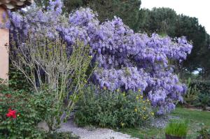 B&B / Chambres d'hotes Les Glycines : photos des chambres