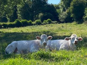 Maisons de vacances Au pre vert : photos des chambres
