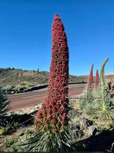 CASANTILVIA heated pool paradise
