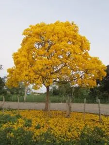 Hotel Fazenda Alvorada - São João