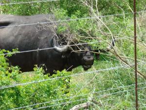 Majuli River Lodge - overlooking Kruger Park