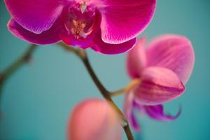 Charming Apartment in Historic Old Town