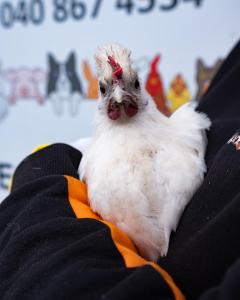 Kallion Kamujen Glamping teltta-alue