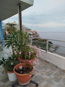 Roof Garden By The Sea
