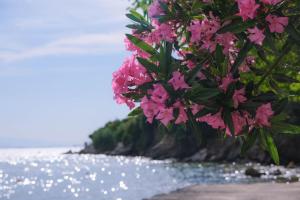 Johns House - Chorto Pelion