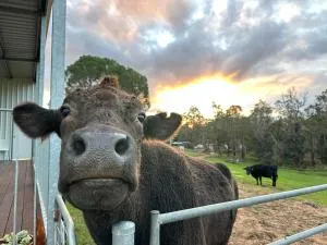 Tanjanerup Chalets. “Clementine” - Nannup