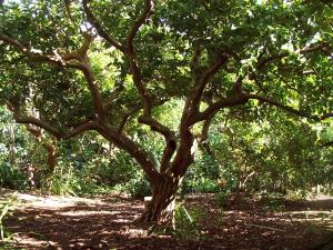 Quinta das Buganvílias