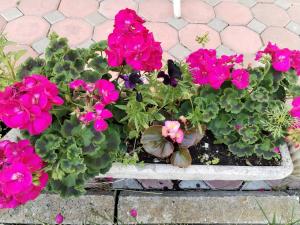 Nobless Boutique Residence