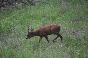Domek mobilny w Górach Sokolich 02