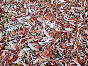 Casita tranquila, con finca y cerca de las playas