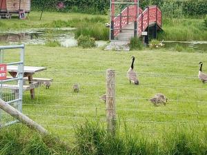 Ox Box Cabin Lyonshall Kington