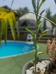 Bellatrix dome - Serdivan