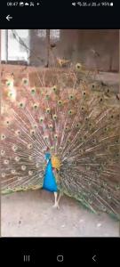 Mansão Fazendinha para grupos Arraial do Cabo