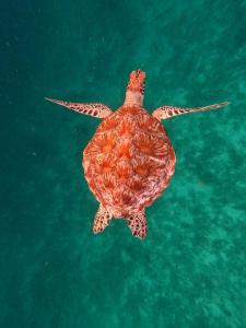 Villa Bhuvana with private swimming pool