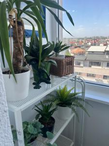 1BDR Apartment Perla 225