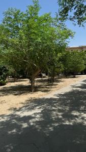 Neem Luxury Apartment C