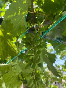 Taksim Neo Pera Suites