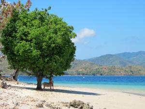 Gili Asahan, Central Sekotong, West Lombok Regency, West Nusa Tenggara 83365, Indonesia.