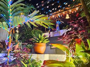 Hibiscus Prumirim Chalés