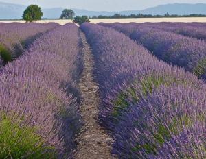 Maisons de vacances Bulle de paix en Provence : photos des chambres