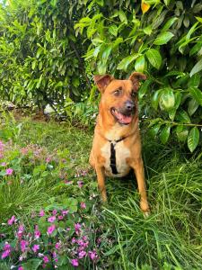 Casa Anna - piano T e giardino