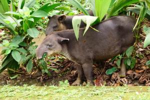 Tapirus Lodge and Reserve