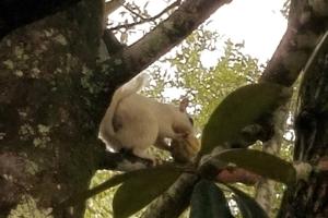 White Squirrel Cottage