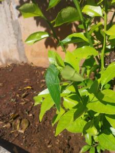 Casa conceito aberto