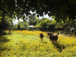 La yourte du verger d Hellebecq