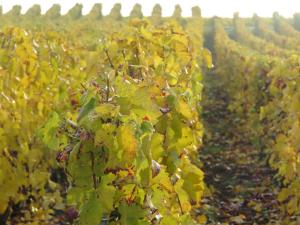 B&B / Chambres d'hotes Champagne Gilmaire-Etienne : photos des chambres