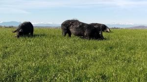 Campings MOBIL-HOME Ferme La Fee Spiruline AURIGNAC : photos des chambres
