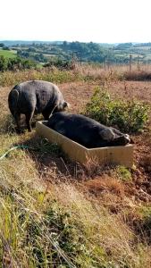 Campings MOBIL-HOME Ferme La Fee Spiruline AURIGNAC : photos des chambres