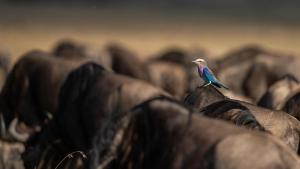 Royal Mara Safari Lodge