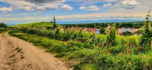 Le Cathedral View Colmar - Centre Historique - Parking privé gratuit