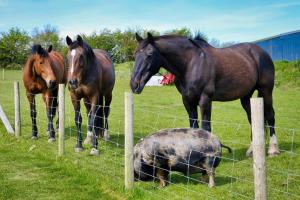 Headgate Farm Camp Site - Pitches Only - Bring your own tent or van