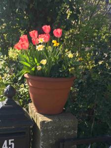 Chalet Buitenhof 45A