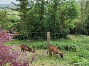 Appartements Logement en pleine nature a la campagne : photos des chambres