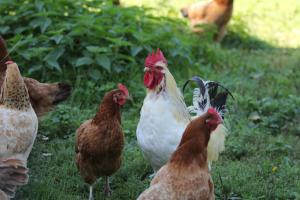 Agroturystyka Nasza Bajka