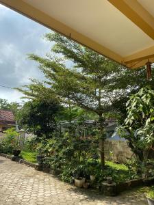 Luchis HOME Ijen