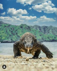 Komodo village homestay
