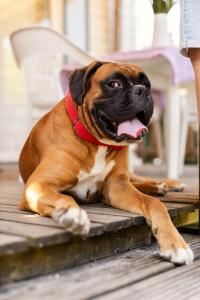 Campings Camping Les Pins de Sel : photos des chambres