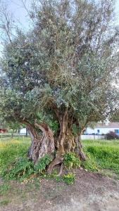Casa da Bolota T1 - Monte do Serrado de Baixo